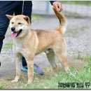 까치말진돗개농장 이미지