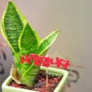 실로암한의원 이미지