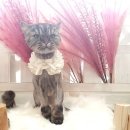 늘푸른 애견샵 이미지