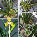 엄지 공주 이미지