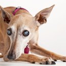 나을동물병원 이미지