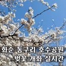동구리호수공원잔디광장 | 화순 동구리 호수공원 벚꽃 개화 실시간 현황 (4.4.금)