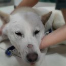 강산동물병원 이미지