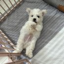 데려오개 이미지