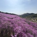 진달래꽃화원 - 의정부시 동일로 146 | 🌸 창녕 화왕산 진달래 등산 코스 찐후기 관룡산 연계 산행 후기