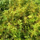 살구정이 이미지