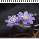 천마산(등산로입구)화장실 이미지