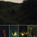 다슬기 반딧불이 이미지