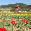 2017 04 19 성경공부반 나들이 - 통영 농업기술센터 튜울립 축제 이미지