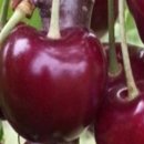 일심2로 R 이미지