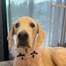 댕댕이미용 이미지