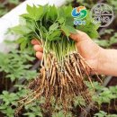 인삼 - 부산진구 중앙대로783번길 23 | 인삼