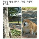 멍멍아 산책가자 이미지
