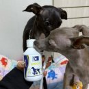 코리아동물병원 | 강아지관절영양제 기준으로 본 히알루티딘-TRM코리아 오메글로 후기