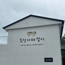 달콤사랑아이스크림성산점 | 서귀포카페 말고 목장까지 성산일출봉카페 목장카페 밭디 승마·당근먹이주기·이색자전거까지 한 번에