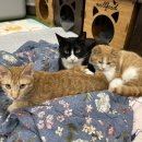 마오네 문덕점 이미지