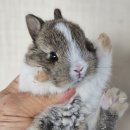 펫엔글라이더본점&로던트클럽 광주 이미지