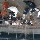 매송농장 이미지