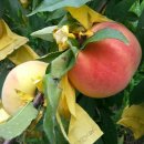 상연농장 이미지