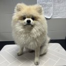 드림펫 동물병원 이미지