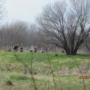 붉은 여우 PC 이미지