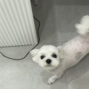 내동애견 이미지