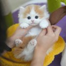 미유펫 강아지분양 고양이분양 김포점 | 김포고양이분양 결심 후 방문한 미유펫