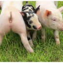 예쁜돼지 이미지