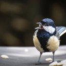 숲 in the grove 이미지