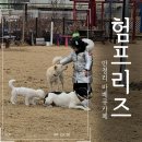 평택애견카페 카라반바베큐 아이와 함께 즐긴 카페험프리즈 바베큐 이용 후기