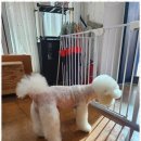 예쁘개 미용 이미지