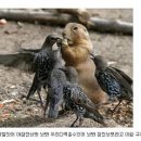 모이 이미지