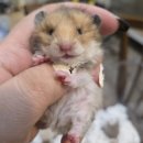 햄스터 라운지 이미지