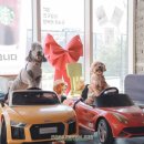 반디의꿈 | 가평 애견펜션 독채 애견동반 풀빌라 반디빌리지 후기