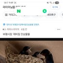 파파스라이어 이미지