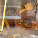 오예끄