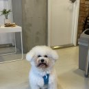 고기온도 네이버블로그
