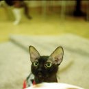 고양이다락방 이미지