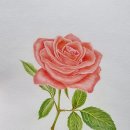 후즈보태니컬아트 | [작업 후기/보태니컬 아트] 장미