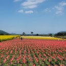 가시리 유채꽃길 이미지