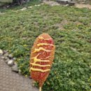 하모리-40 | 3월 제주도 여행 2일차: 가파도, 카페봉글락, 미영이네, 중문색달해수욕장