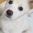 진희농장 네이버블로그