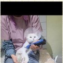 고양이 무마취 미용 냥털도둑 이미지