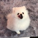 올리브네 펫살롱 이미지