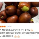 보은농장 | 황버리농장 보은 생대추 판매 마감