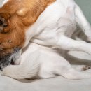 온동물병원 이미지