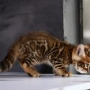 대구고양이분양 도레미캣 이미지