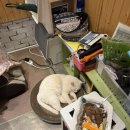 알럽에스제이 이미지