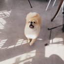 벨라 펫샵 이미지