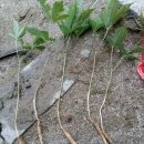 주용농장 이미지